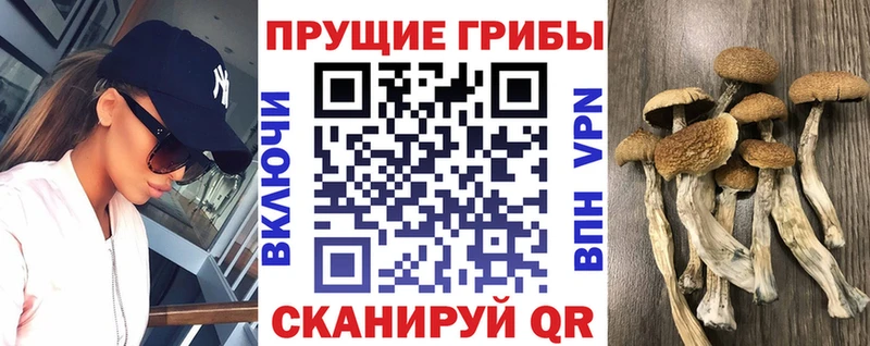 Псилоцибиновые грибы Cubensis  Невель 